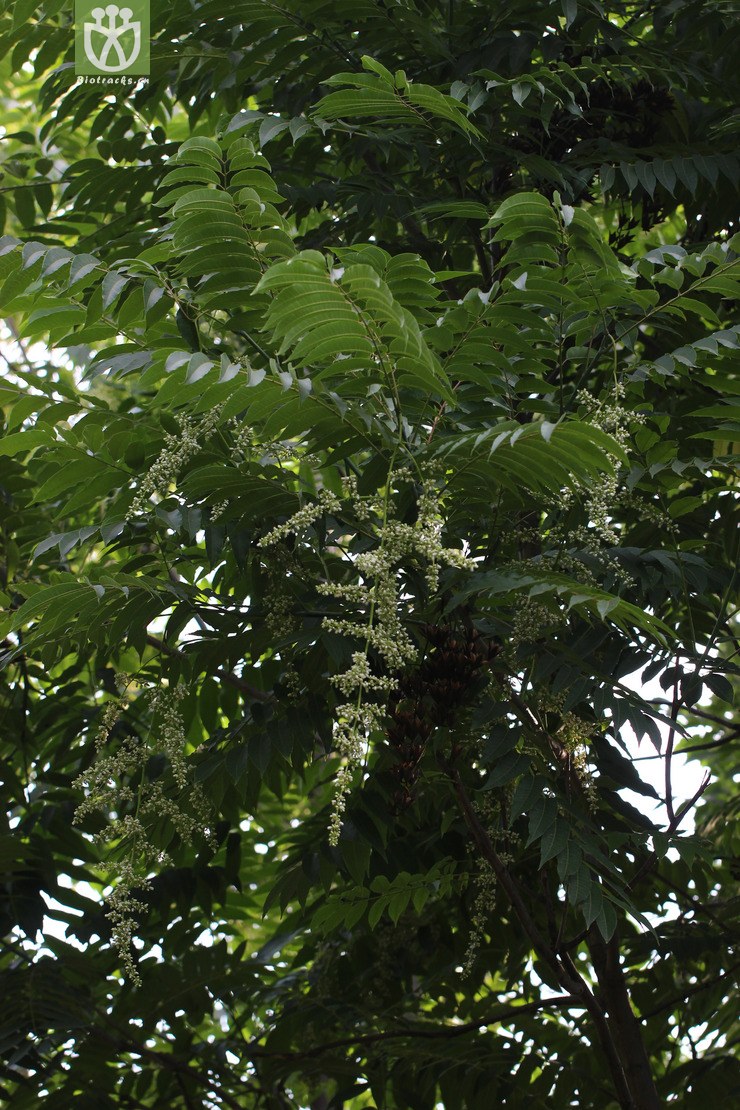 香椿(toona sinensis) (1).jpg 相邻时间拍摄的照片      张