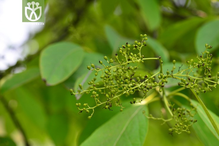 厚壳树(ehretia acuminata) (1).jpg 相邻时间拍摄的照片      张