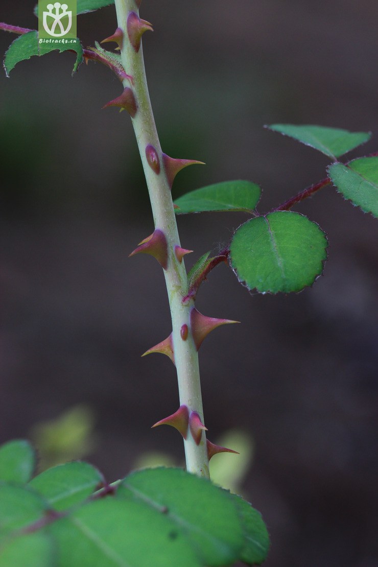 扁刺蔷薇(rosa sweginzowii) (3)jpg 相邻时间拍摄的照片      张