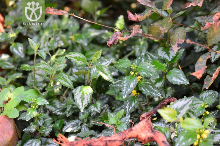 花叶野芝麻(lamium galeobdolon) (5).