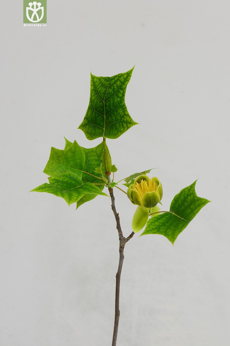 鹅掌楸(liriodendron chinense) (4).jpg 相邻时间拍摄的照片      张