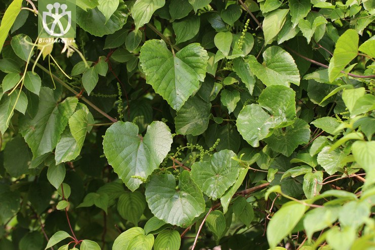 图片信息-kingdonia-植物云数据