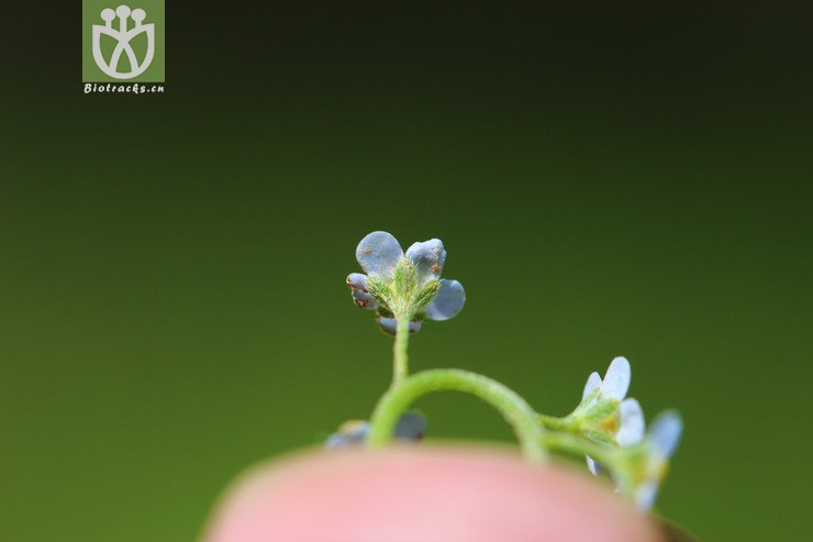 钝萼附地菜(trigonotis peduncularis var amblyosepala) (9)