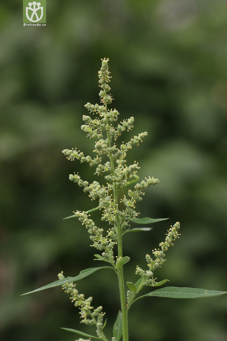 小藜(chenopodium ficifolium) (0).jpg 相鄰時間拍攝的照片 張