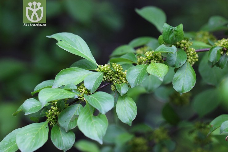 冻绿(rhamnus utilis(14.jpg相邻时间拍摄的照片共30张