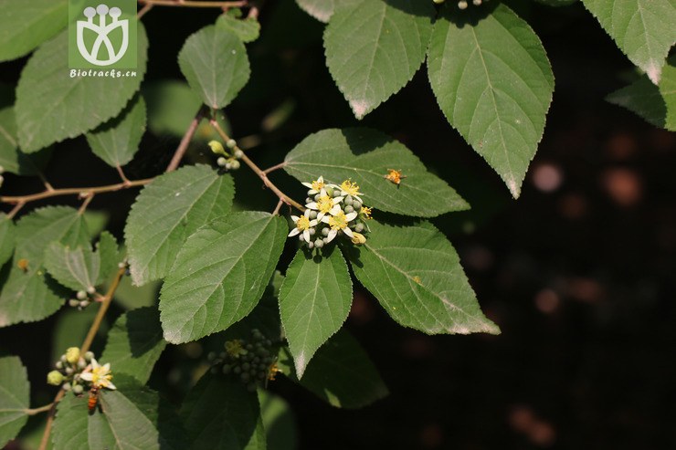 小花扁担杆(grewia biloba var. parviflora) (3).