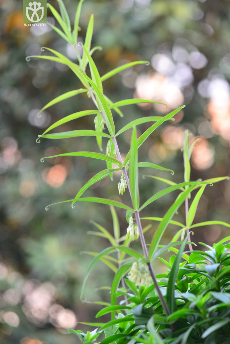 黄精(polygonatum sibiricum) (8).jpg 相邻时间拍摄的照片    31张