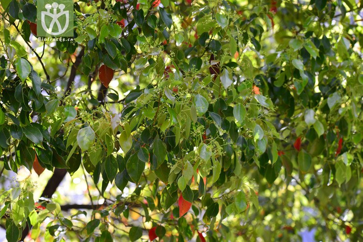 云南樟(cinnamomum glanduliferum) (9).jpg