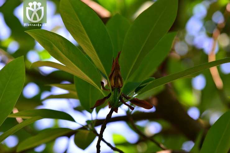 落叶木莲(manglietia decidua) (1).jpg 相邻时间拍摄的照片      张