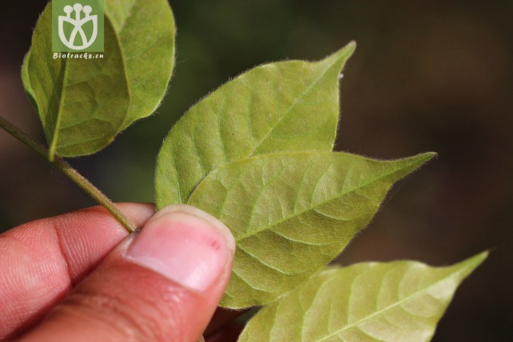 紫藤(wisteria sinensis) (12).jpg 相邻时间拍摄的照片      张