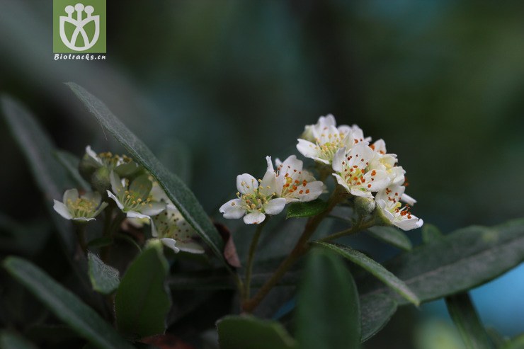 窄叶火棘(pyracantha angustifolia) (7).