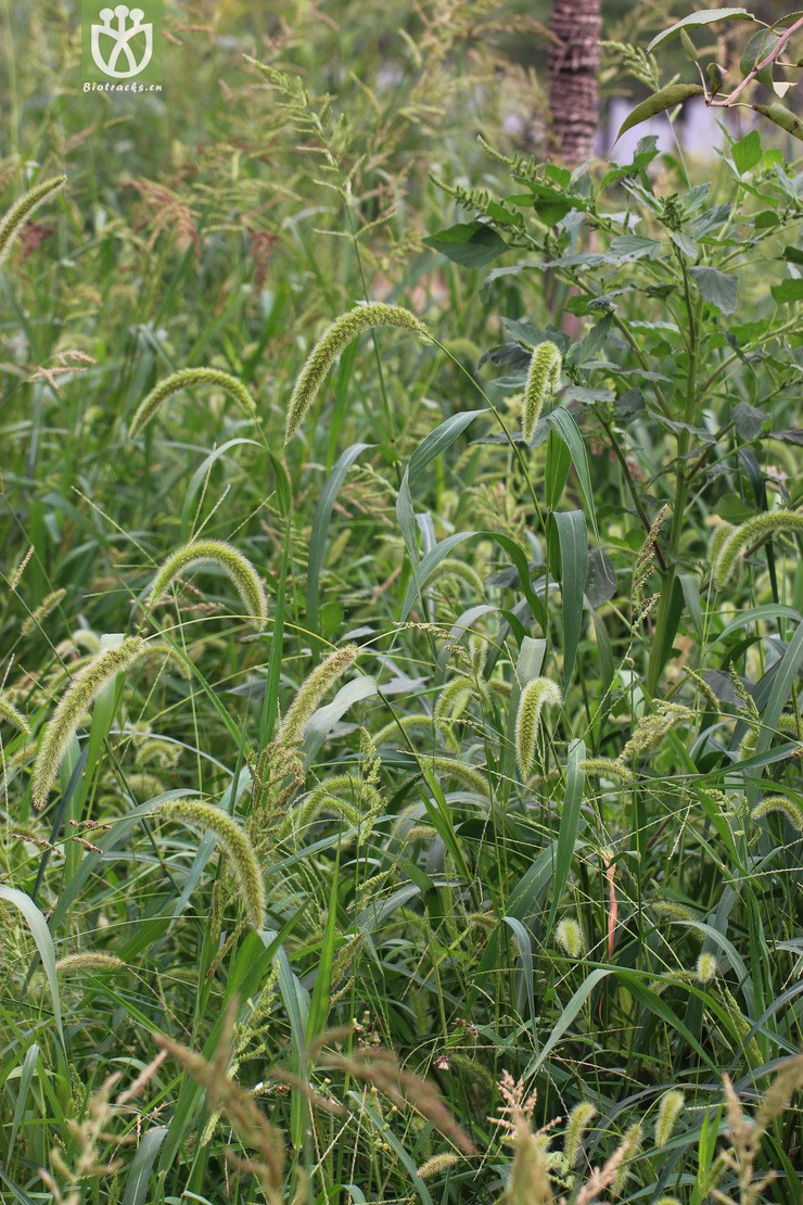 大狗尾草(setaria faberi) (0).jpg 相邻时间拍摄的照片      张