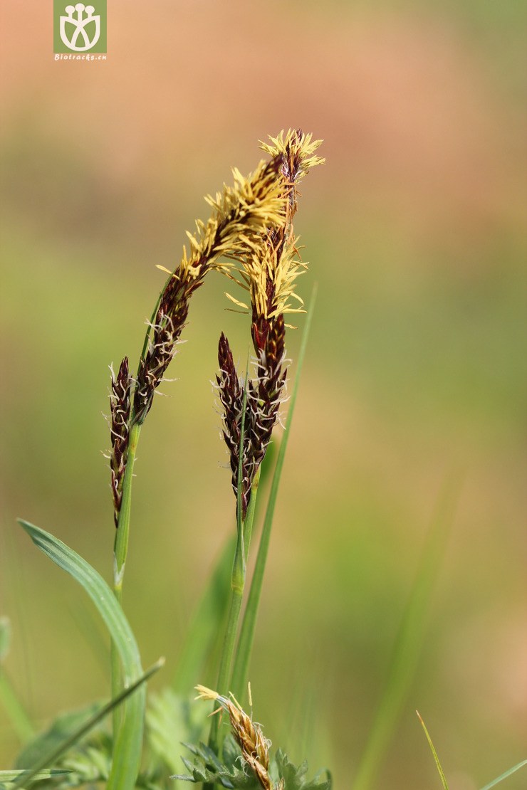 45% 异穗薹草(carex heterostachya) (6).