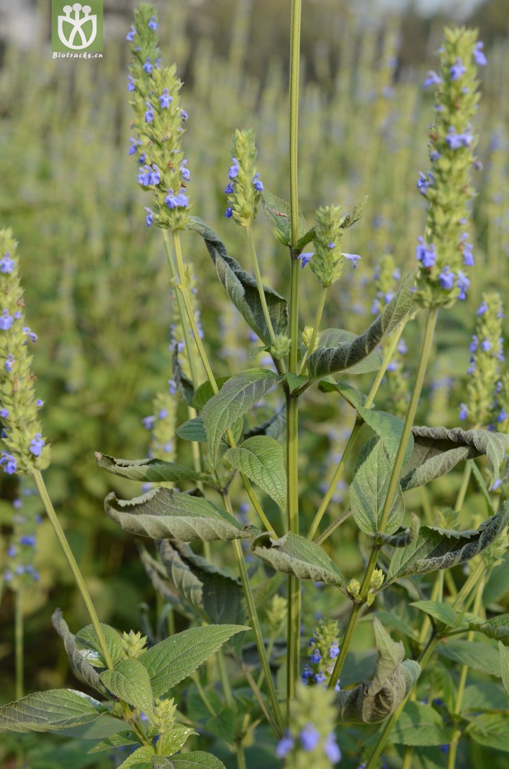 西班牙鼠尾草(salvia hispanica) (6).jpg