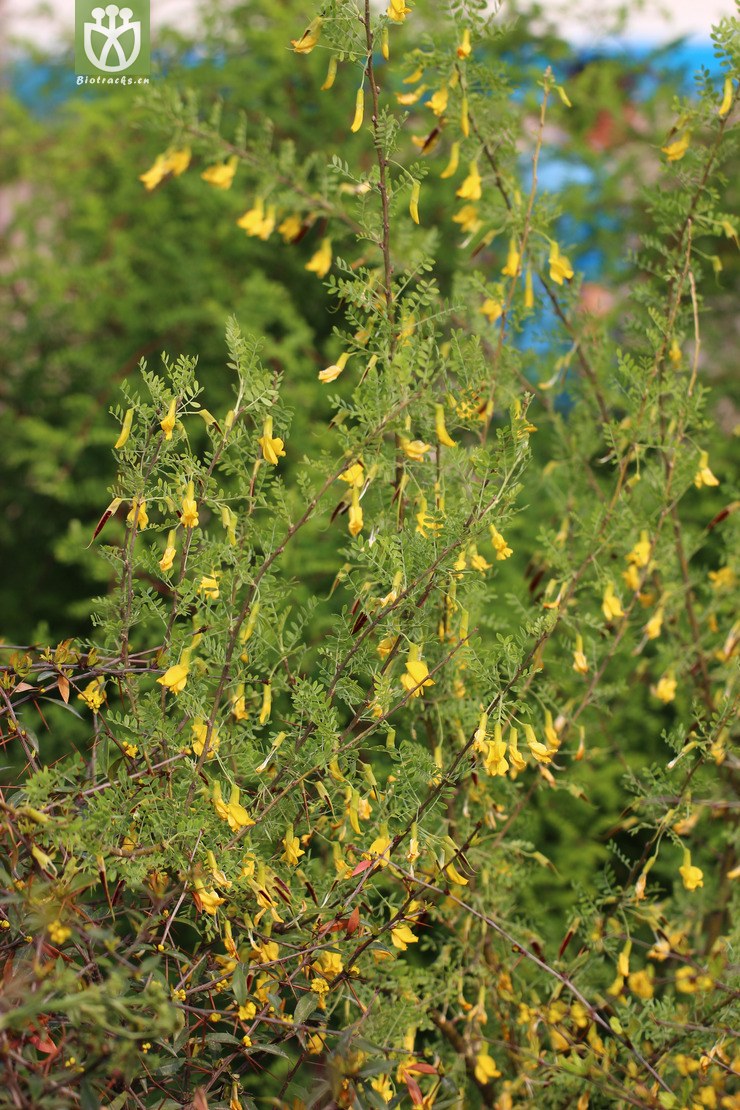 柠条锦鸡儿(caragana korshinskii) (7).