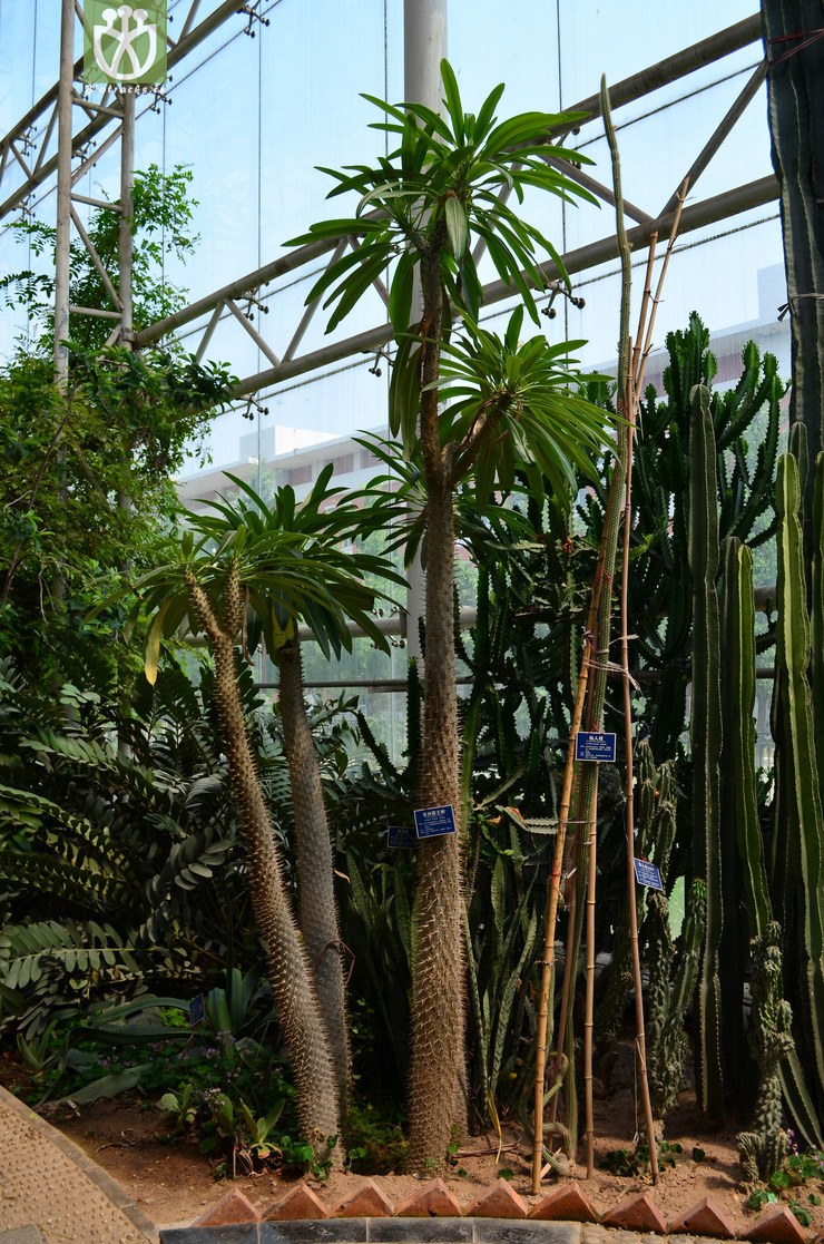 图片信息-kingdonia-植物云数据