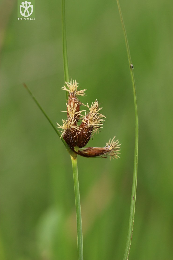 扁秆荆三棱(schoenoplectus planiculmis) (1).