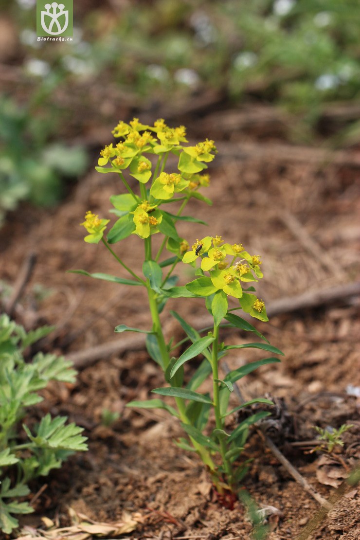 图片信息-kingdonia-植物云数据