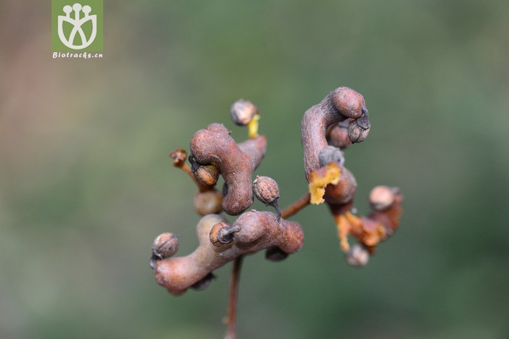 枳椇(hovenia acerba) (0).jpg 相邻时间拍摄的照片      张