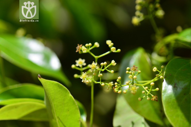 猴樟(cinnamomum bodinieri) (3).jpg