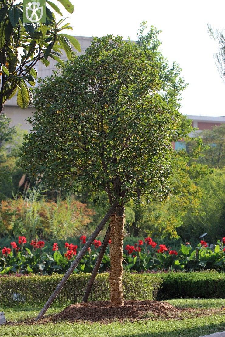 木樨(osmanthus fragrans) (39).jpg 相邻时间拍摄的照片      张