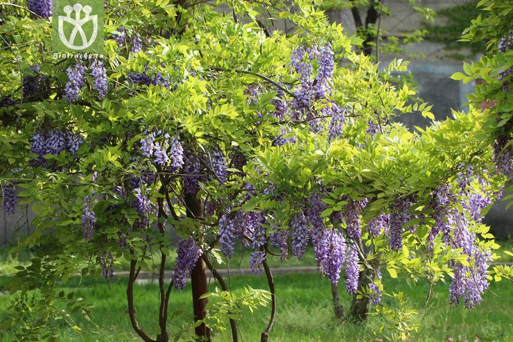 紫藤(wisteria sinensis) (13).jpg 相邻时间拍摄的照片      张