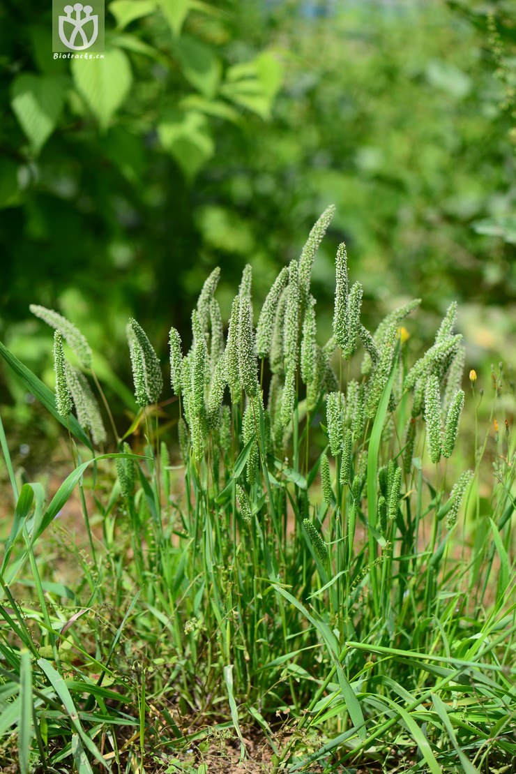 鬼蜡烛(phleum paniculatum) (0).jpg 相邻时间拍摄的照片      张