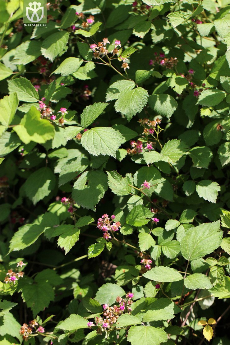 腺花茅莓(rubus parvifolius var. adenochlamys) (12).