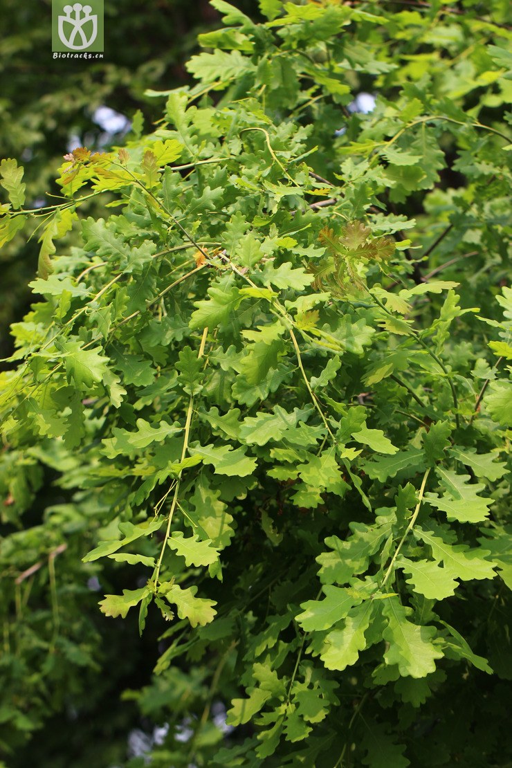 夏栎(quercus robur) (1).jpg 相邻时间拍摄的照片      张