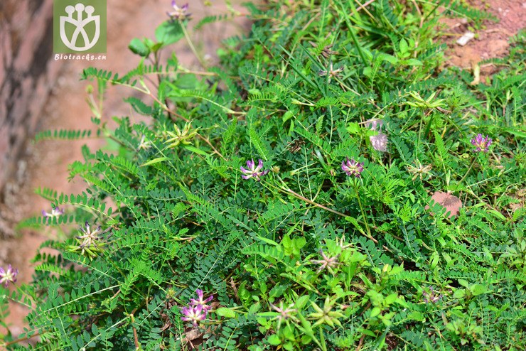 地八角(astragalus bhotanensis) (2).