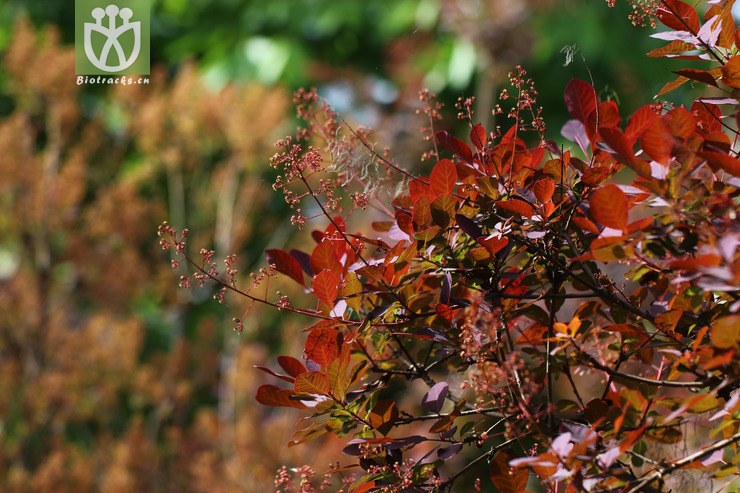 紫叶黄栌 (4).jpg 相邻时间拍摄的照片      张