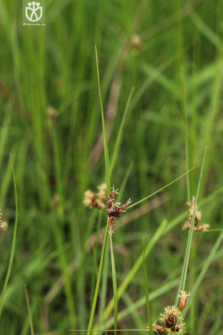 扁秆荆三棱(schoenoplectus planiculmis) (7).