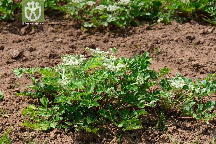 珊瑚菜(glehnia littoralis) (0).jpg 相邻时间拍摄的照片      张