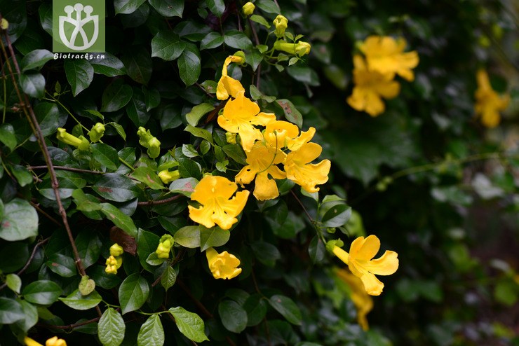 猫爪藤(dolichandra unguis-cati) (6).