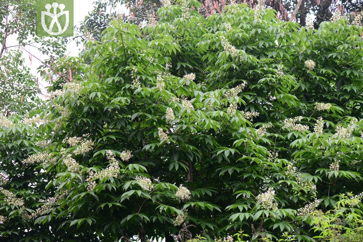 云南七叶树(aesculus wangii) (0).jpg 相邻时间拍摄的照片      张