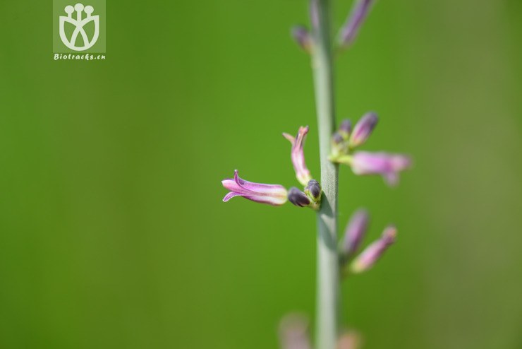 知母(anemarrhena asphodeloides) (6).