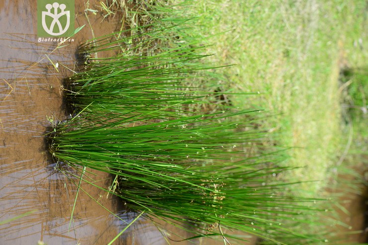 水毛花(schoenoplectus mucronatus subsp. robustus) (1).