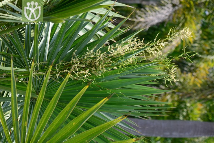 矮菜棕(sabal minor) (13).jpg 相邻时间拍摄的照片      张