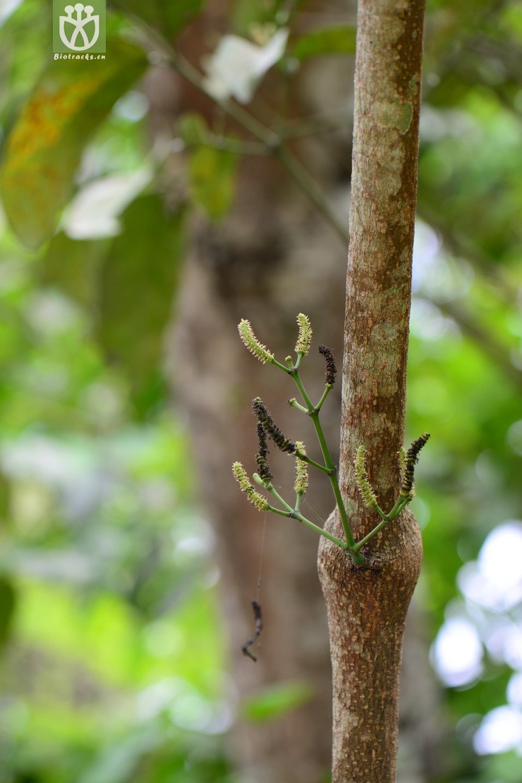 闭苞买麻藤(gnetum cleistostachyum(5.