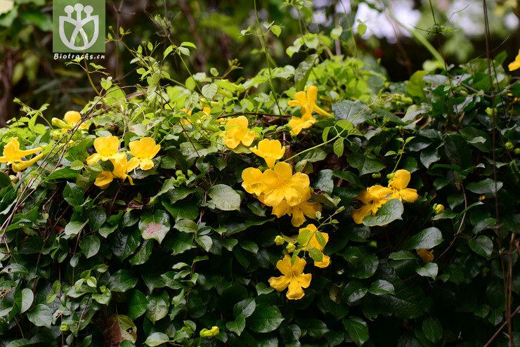 猫爪藤(dolichandra unguis-cati) (11).