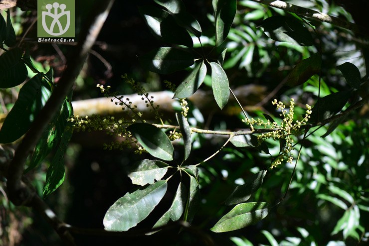 密脉鹅掌柴(schefflera elliptica) (1).