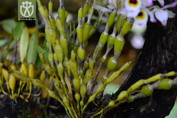 棒节石斛(dendrobium findlayanum) (0).