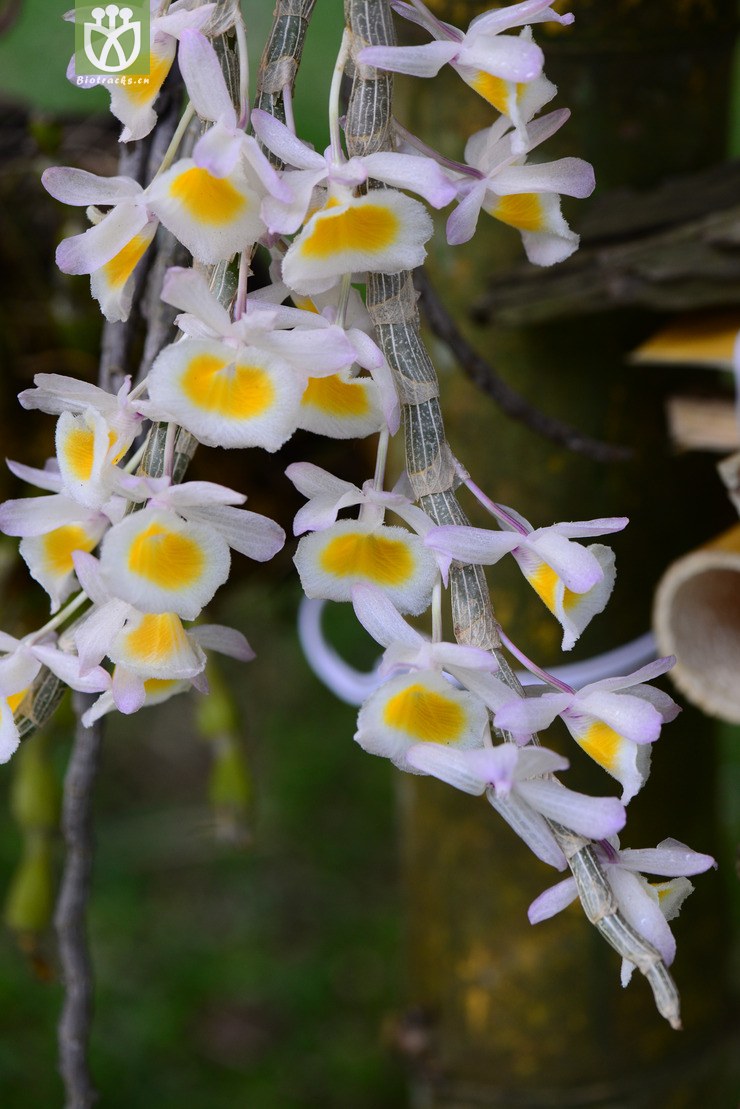 玫瑰石斛(dendrobium crepidatum) (4)