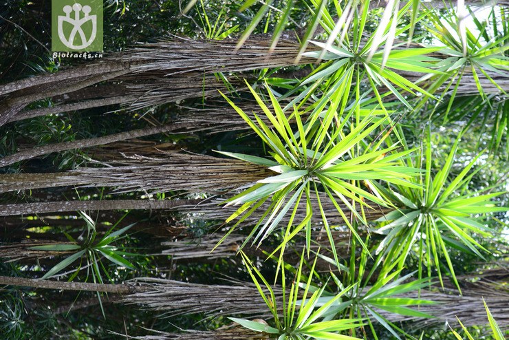 巨丝兰(yucca gigantea) (4).jpg 相邻时间拍摄的照片      张