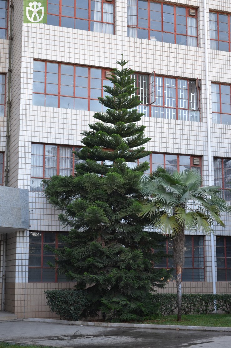 异叶南洋杉(araucaria heterophylla) (0).