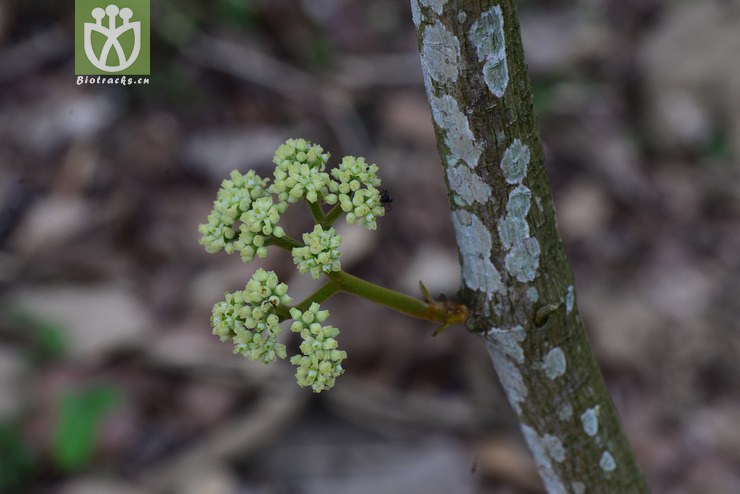 毛枝崖爬藤(tetrastigma obovatum) (4).