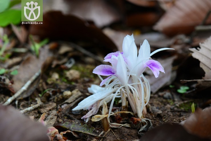 海南三七(kaempferia rotunda) (19).jpg 相邻时间拍摄的照片      张