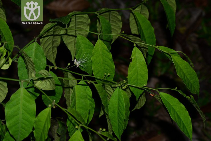 野香橼花(capparis bodinieri) (7)jpg 相邻时间拍摄的照片      张