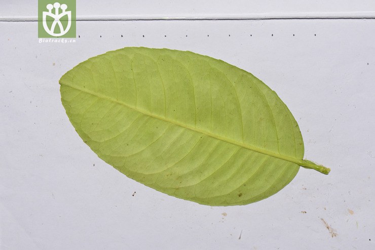 香橼(citrus medica) (11).jpg 相邻时间拍摄的照片    31张