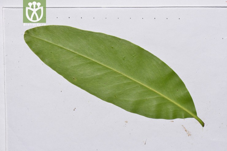 藤黄属(garcinia)老挝 (19).jpg 相邻时间拍摄的照片      张